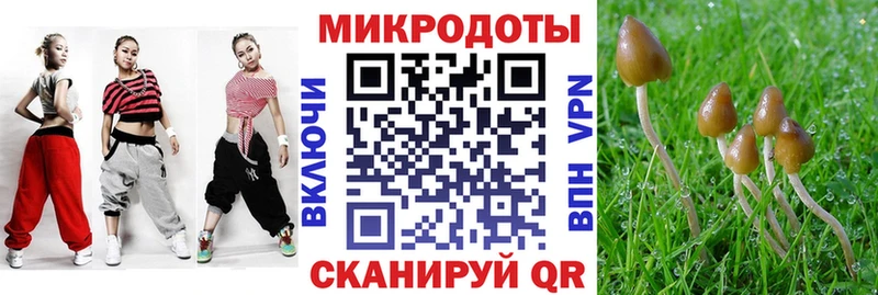 Галлюциногенные грибы Psilocybine cubensis закладки Волхов